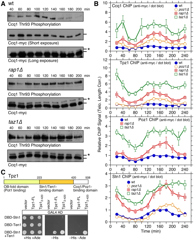 Cell cycle regulation of Ccq1 phosphorylation and cell cycle ChIP assays to monitor telomere association of Stn1 and shelterin subunits Ccq1, Tpz1, and Poz1.