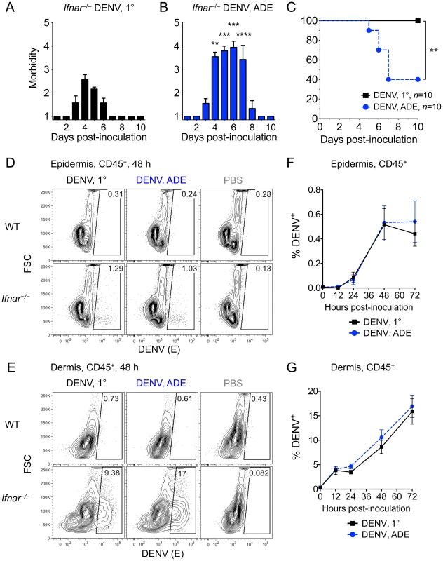 DENV2 infection of the skin in <i>Ifnar</i><sup>–/–</sup> but not WT mice and lethal disease during ADE.