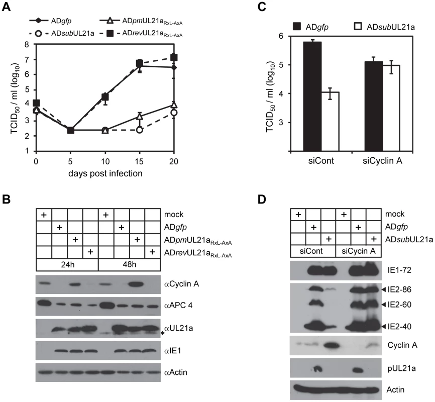Depletion of cyclin A alleviates the requirement of pUL21a for HCMV replication.