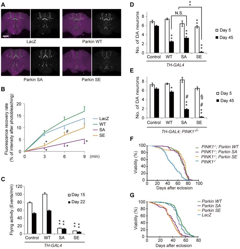 Parkin phosphorylation modulates dopaminergic function and survivability of DA neurons.
