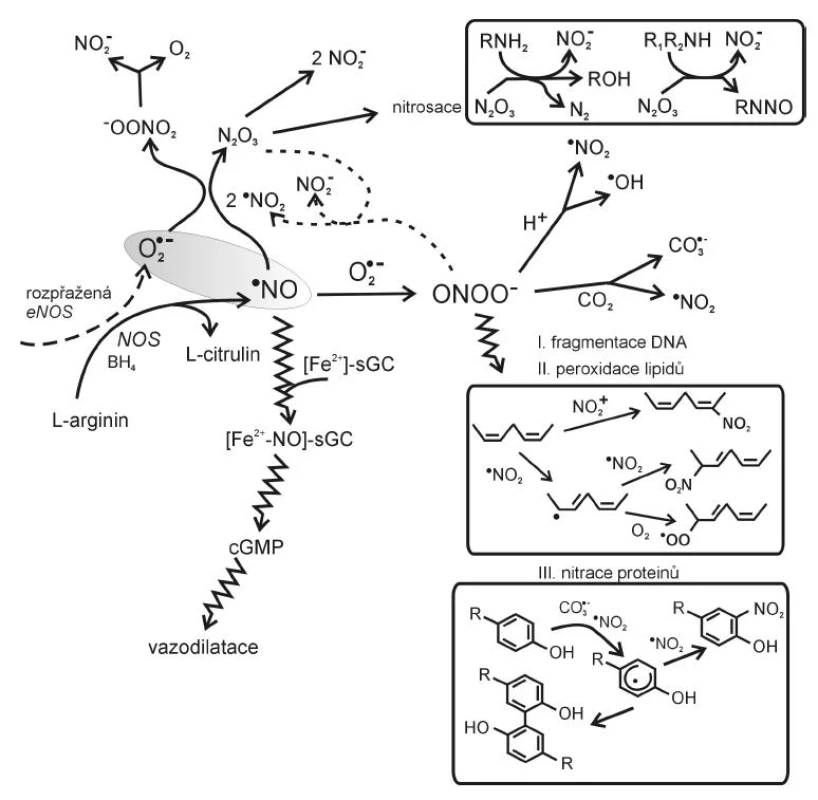 Vznik a působení reaktivních forem dusíku (dle 6, 11, 16, 17)
BH4 – tetrahydrobiopterin, eNOS – endoteliální syntháza NO, sGC – solubilní guanylát cykláza, cGMP – cyklický guanylmonofosfát