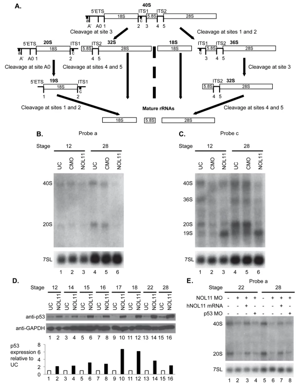Nol11 depletion impairs rDNA transcription and pre-rRNA processing in <i>X</i>. <i>tropicalis</i>.