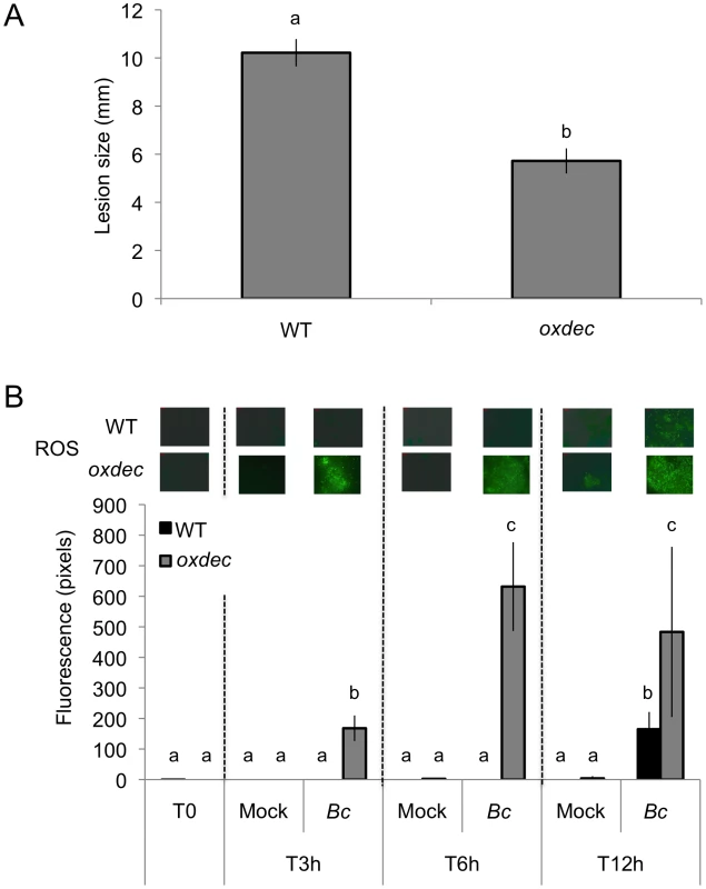 Effect of <i>OXALATE DECRABOXYLASE</i> over expression in <i>A. thaliana</i> on resistance to <i>B. cinerea</i> and ROS production.