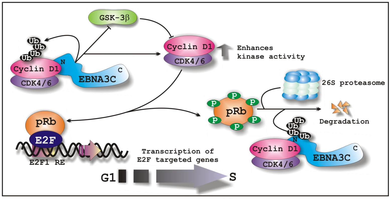 A schematic illustration of how EBNA3C regulates Cyclin D1 stability and functions to facilitate G1 to S phase transition in EBV positive cells.