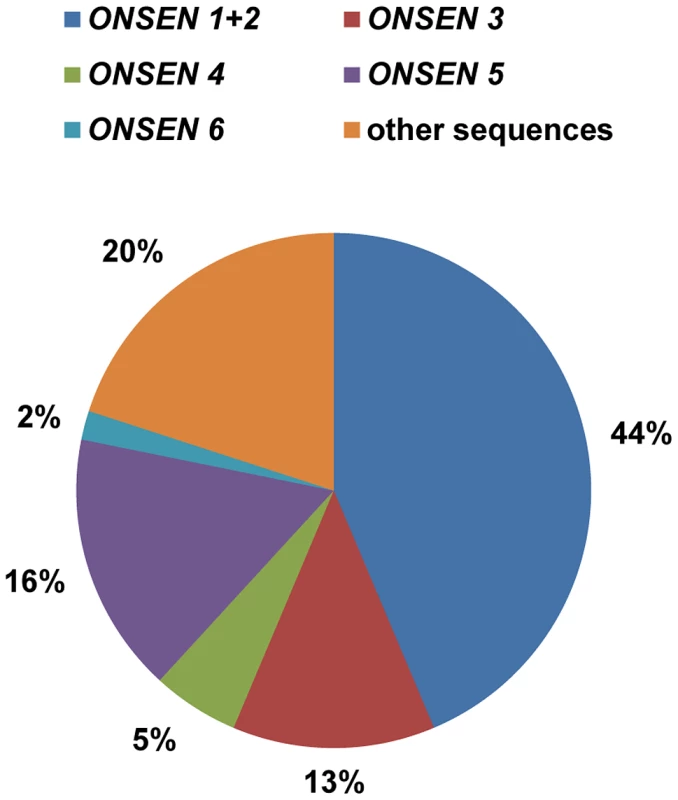 Several <i>ONSEN</i> genomic copies contribute to the extrachromosomal DNA.