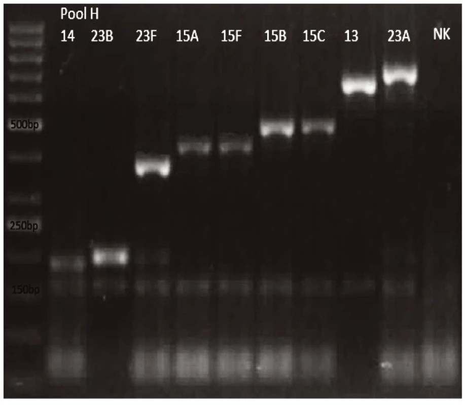 mPCR pool H
Dráha 1: 50bp DNA Ladder
Dráha 2: &lt;i&gt;S. pneumoniae&lt;/i&gt; sérotyp 14 (189bp)
Dráha 3: S&lt;i&gt;S. pneumoniae&lt;/i&gt; sérotyp 23B (199bp)
Dráha 4: &lt;i&gt;S. pneumoniae&lt;/i&gt; sérotyp 23F (384bp)
Dráha 5: &lt;i&gt;S. pneumoniae&lt;/i&gt; sérotyp 15A (434bp)
Dráha 6: &lt;i&gt;S. pneumoniae&lt;/i&gt; sérotyp 15F (434bp)
Dráha 7: &lt;i&gt;S. pneumoniae&lt;/i&gt; sérotyp 15B (496bp)
Dráha 8: &lt;i&gt;S. pneumoniae&lt;/i&gt; sérotyp 15C (496bp)
Dráha 9: &lt;i&gt;S. pneumoniae&lt;/i&gt; sérotyp 13 (655bp)
Dráha 10: S. pneumoniae sérotyp 23A (722bp)
Dráha 11: negativní kontrola
Dráha 2–10: pozitivní produkt cpsA (160bp)&lt;br&gt;
Fig. 8. mPCR pool H
Lane 1: 50bp DNA Ladder
Lane 2: &lt;i&gt;S. pneumoniae&lt;/i&gt; serotype 14 (189bp)
Lane 3: &lt;i&gt;S. pneumoniae&lt;/i&gt; serotype 23B (199bp)
Lane 4: &lt;i&gt;S. pneumoniae&lt;/i&gt; serotype 23F (384bp)
Lane 5: &lt;i&gt;S. pneumoniae&lt;/i&gt; serotype 15A (434bp)
Lane 6: &lt;i&gt;S. pneumoniae&lt;/i&gt; serotype 15F (434bp)
Lane 7: &lt;i&gt;S. pneumoniae&lt;/i&gt; serotype 15B (496bp)
Lane 8: &lt;i&gt;S. pneumoniae&lt;/i&gt; serotype 15C (496bp)
Lane 9: &lt;i&gt;S. pneumoniae&lt;/i&gt; serotype 13 (655bp)
Lane 10: &lt;i&gt;S. pneumoniae&lt;/i&gt; serotype 23A (722bp)
Lane 11: negative control
Lanes 2–10: positive product cpsA (160bp)