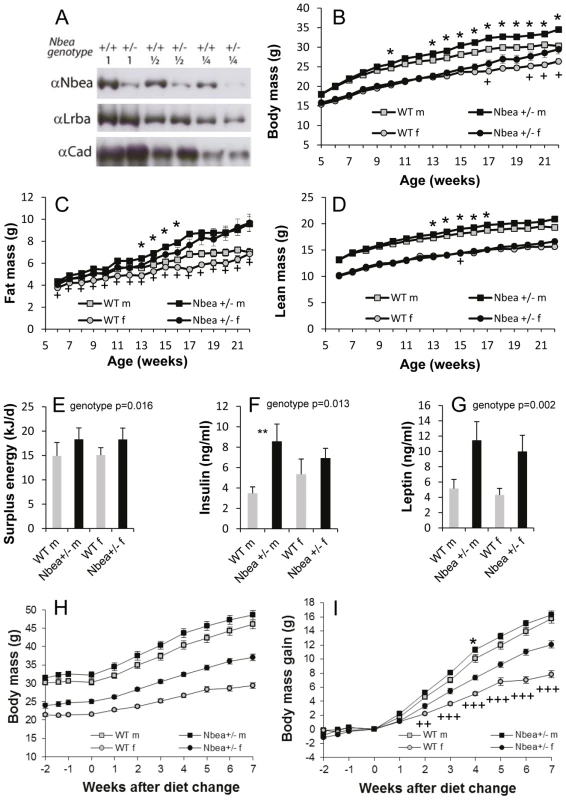 Nbea-haploinsufficient mice develop higher body weight due to higher adipose tissue mass.