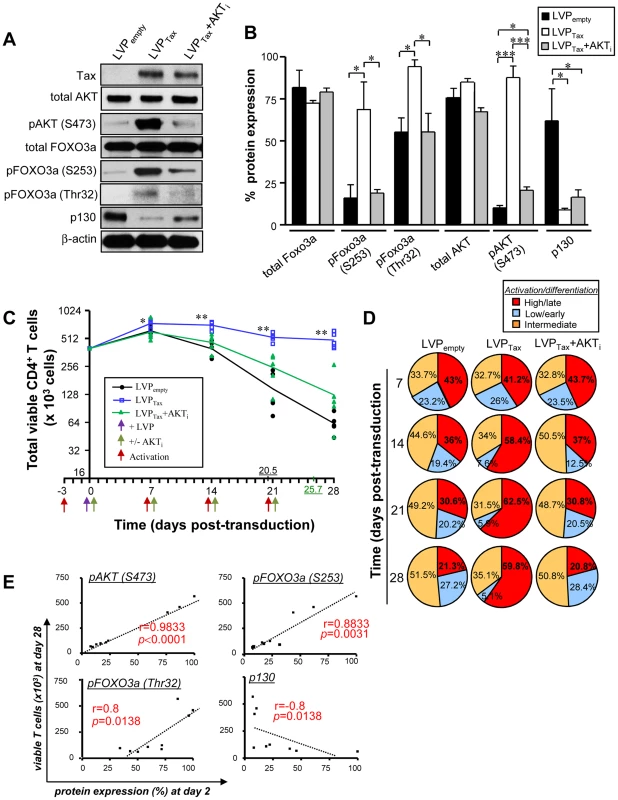 Tax-mediated FOXO3a inactivation is responsible for CD4<sup>+</sup> T cell persistence.