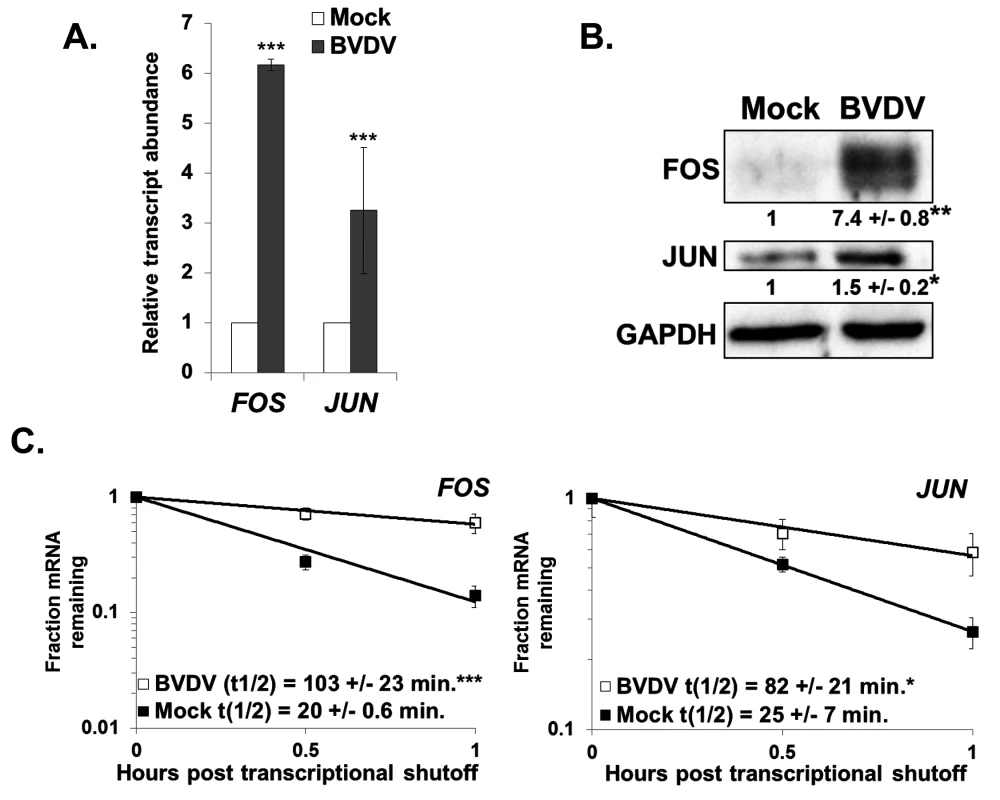 Changes in gene expression also indicate XRN1 suppression and increased mRNA stability during BVDV infection.