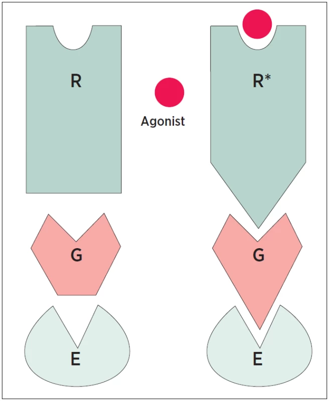 Schematické znázornění stavu receptoru
R = receptor, G = protein, E = efektor,
Agonist = agonista, hvězdička označuje aktivní stav