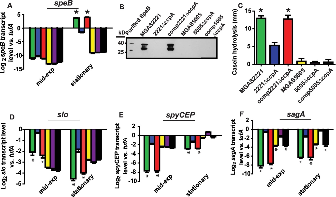 Influence of CcpA on GAS virulence factors is dependent on strain CovRS status.