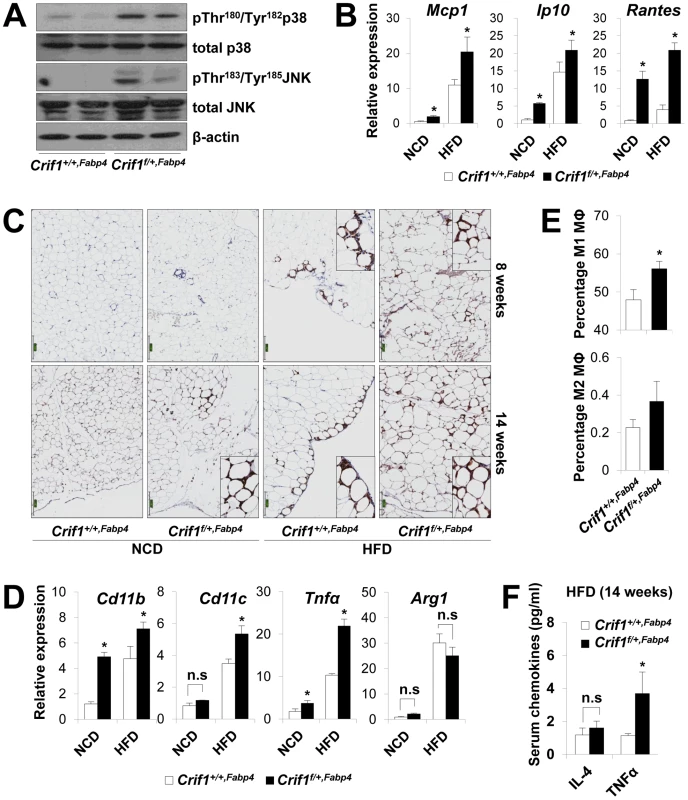 Macrophage infiltration and inflammation in adipose tissue of <i>Crif1<sup>f/+,Fabp4</sup></i> mice.