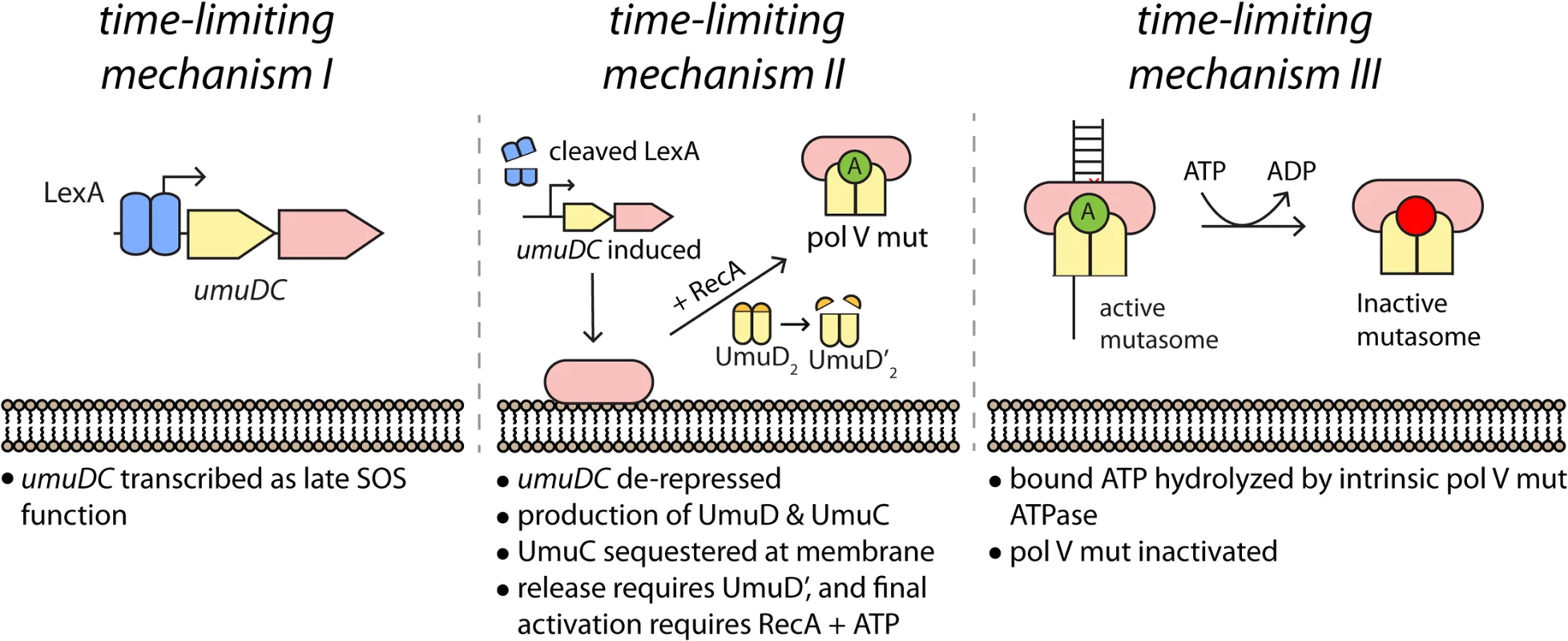 Multiple mechanisms limit pol V activity on DNA.