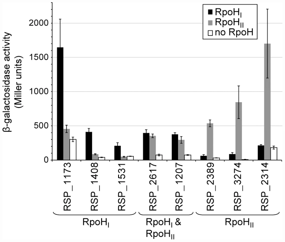 Relative activities of selected RpoH<sub>I</sub>- and RpoH<sub>II</sub>-dependent promoters.
