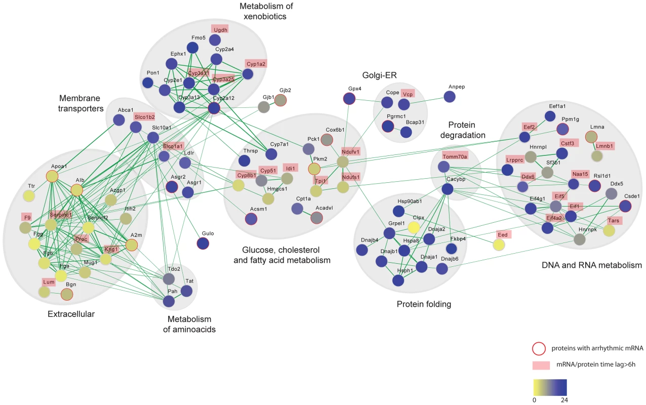 Protein interaction networks of rhythmic liver proteins.