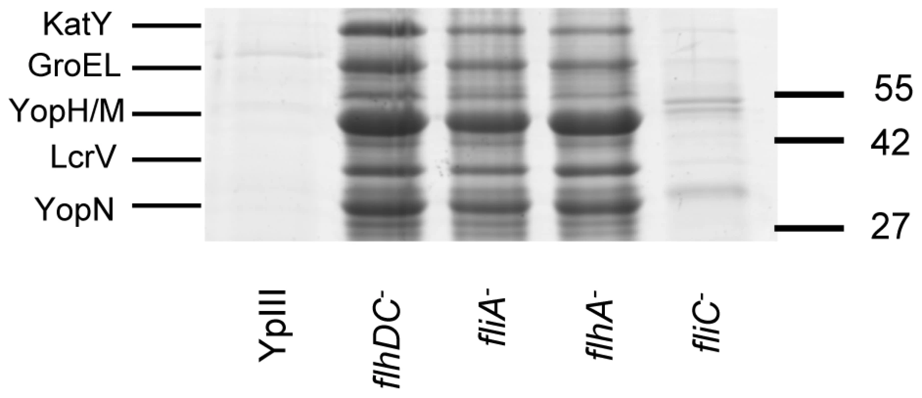 SDS-PAGE protein profiles of cell free supernatants prepared from <i>Y. pseudotuberculosis</i> YpIII parent, <i>flhDC</i>, <i>fliA</i>, <i>flhA</i> and <i>fliC</i> mutants grown at 30°C.