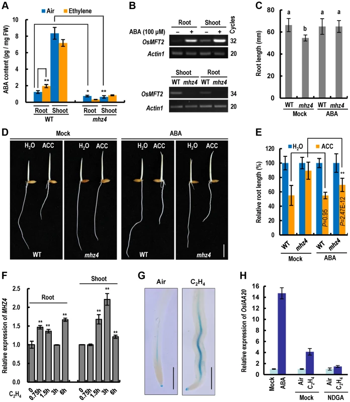 Ethylene-induced root inhibition is largely mediated through <i>MHZ4</i>-dependent ABA accumulation.