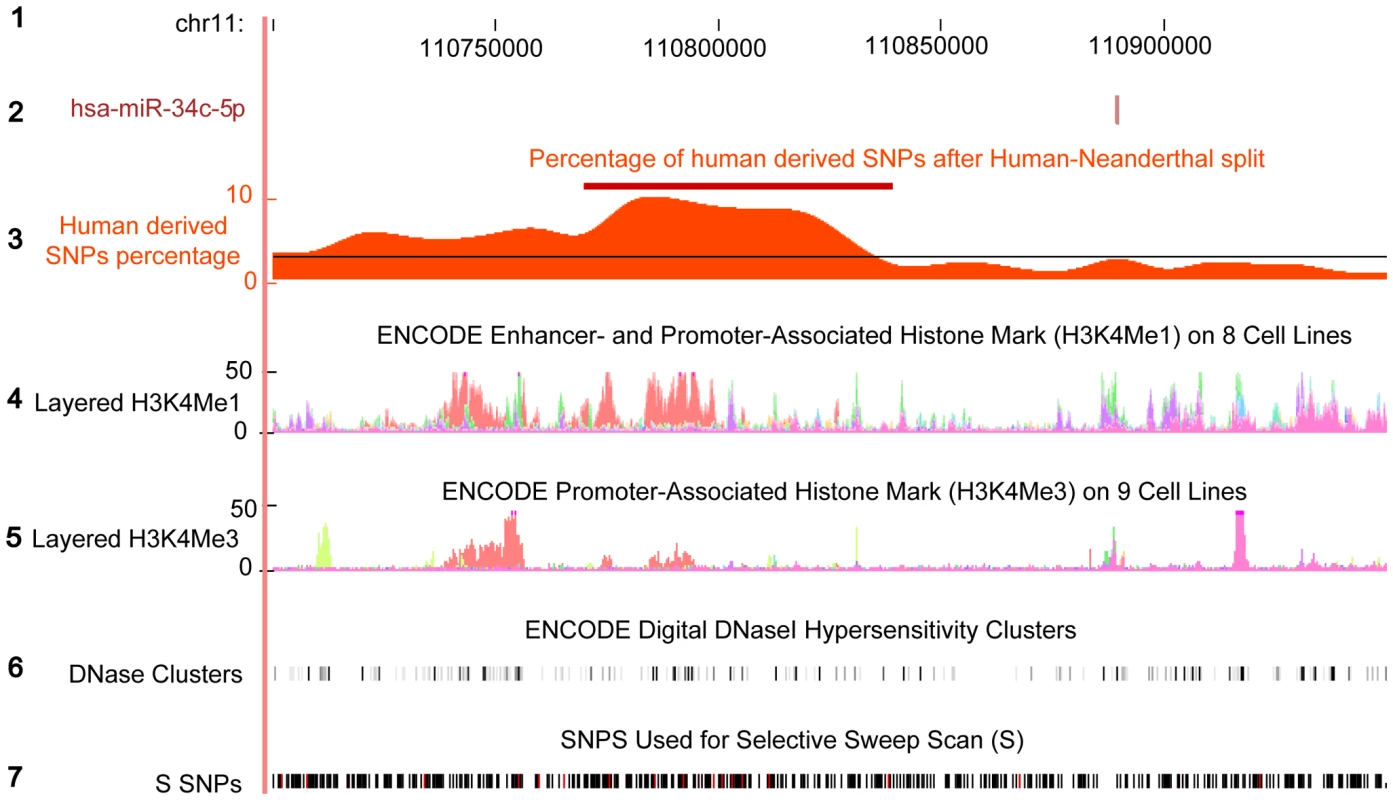 Excess of human derived SNPs in the upstream region of hsa-miR-34c.