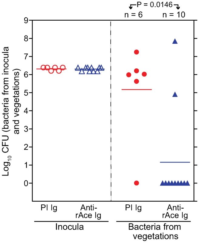 Passive immunization (anti-rAce Ig versus PI Ig) in rat endocarditis model.