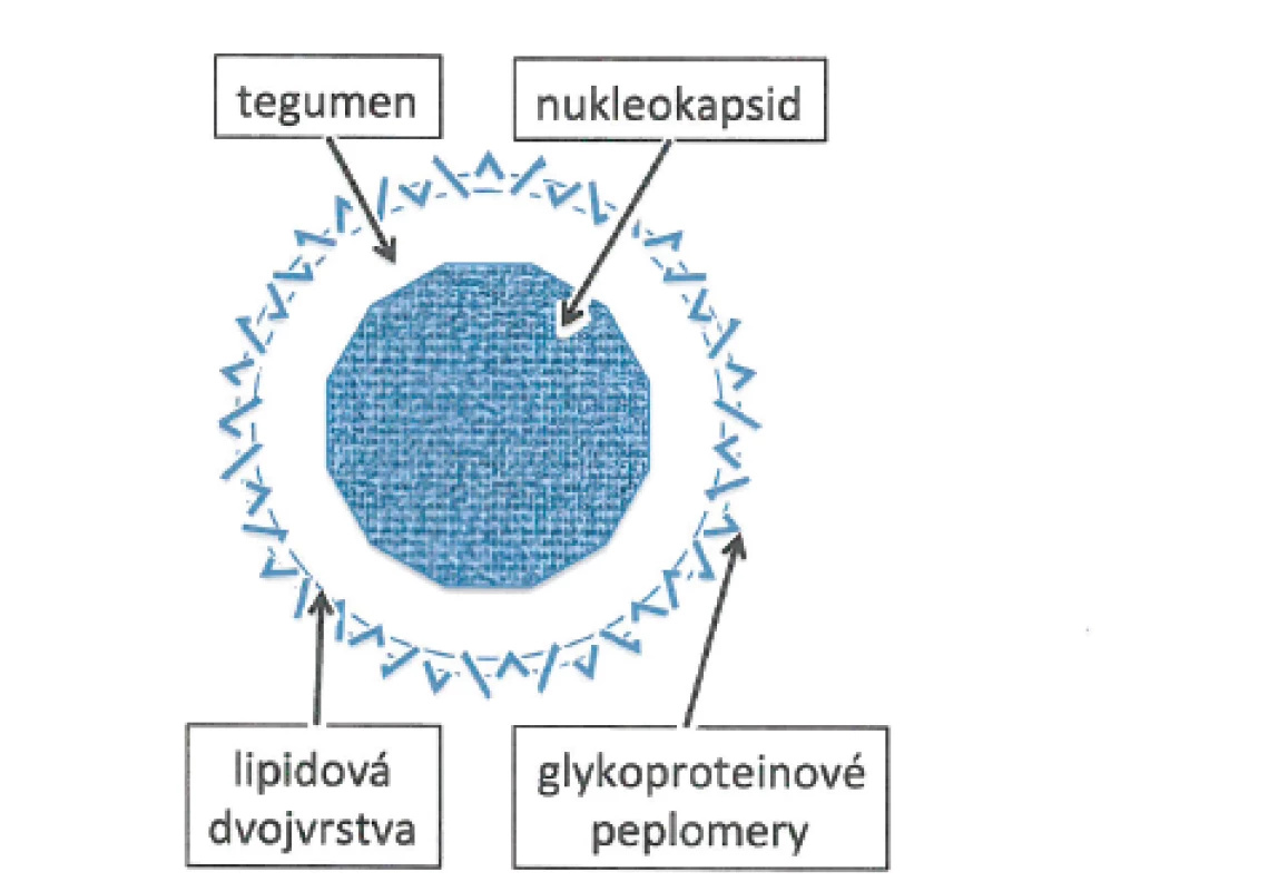 Schéma herpetického virionu [4]
Fig. 1. Architecture of the herpes virion [4]
