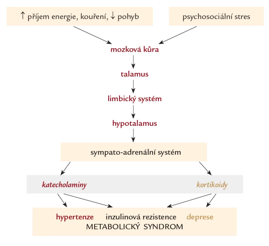 Hypotéza patofyziologie působení stresu na vznik metabolického syndromu a deprese. Zevní vlivy (např. psychický stres) je přenášen z mozkové kůry do talamu přes limbický systém do hypotalamu, kde aktivuje centrální části sympatického nervového systému a dřeň nadledvin. Prostřednictvím neuromediátorů katecholaminů a glukokortikoidů se rozvíjí metabolický syndrom a depresivní porucha.