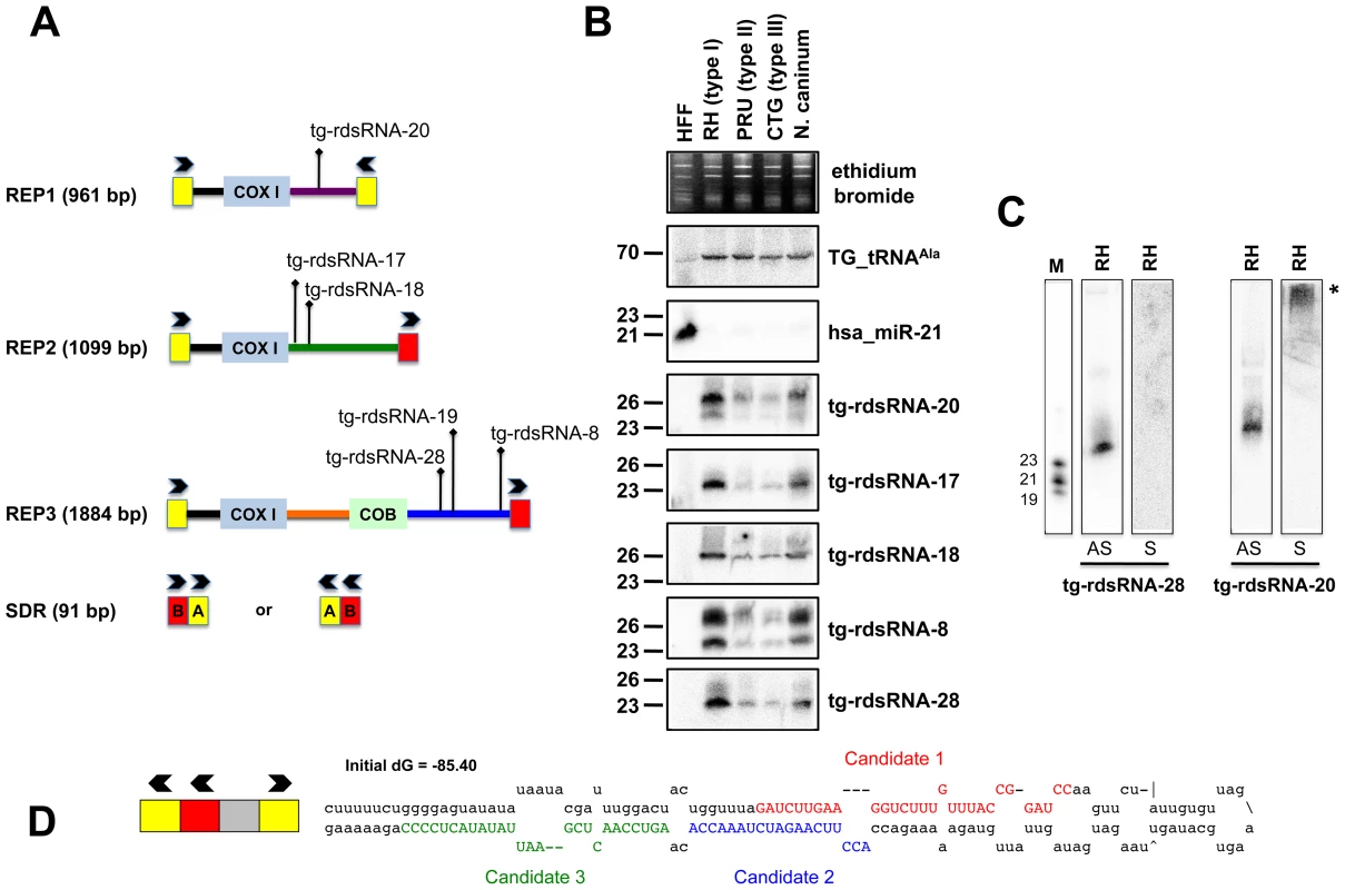 Expression patterns and characteristics of repeat-associated <i>Tg</i>-rdsRNA in <i>Toxoplasma</i>.