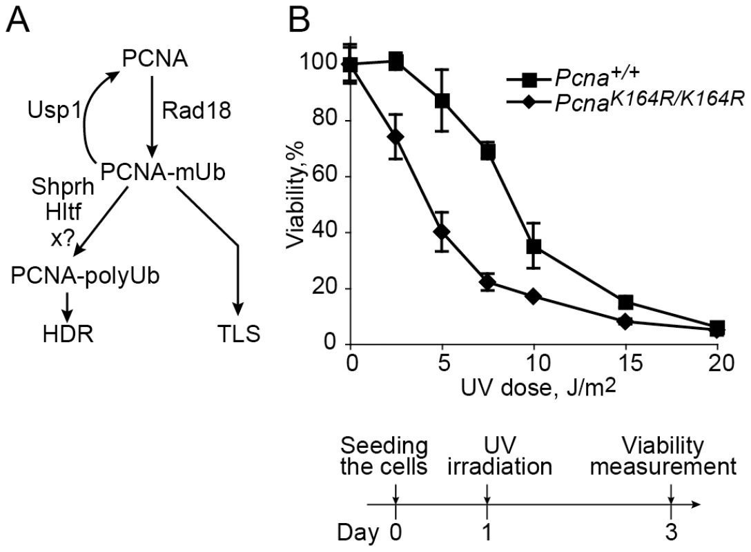 UV sensitivity of mouse embryo fibroblasts carrying the <i>Pcna<sup>K164R/K164R</sup></i> mutation.