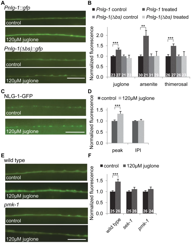 <i>nlg-1</i> transcription is regulated by the SKN-1 pathway.