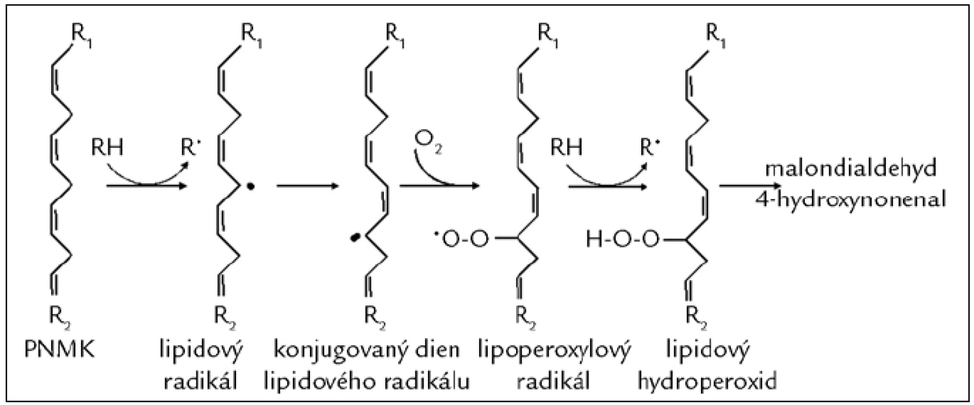 Poškození mastných kyselin působením volných radikálů (peroxidace lipidů). Proces lipoperoxidace začíná odejmutím vodíkového atomu z metylenové skupiny polynenasycené mastné kyseliny (PNMK; např. působením HO&lt;sup&gt;•&lt;/sup&gt;) za vzniku lipidového radikálu. Následně dochází k přesunu vazeb a vzniku konjugovaného dienu, který snadno reaguje s molekulárním kyslíkem za vzniku lipoperoxylového radikálu. Ten může reagovat s další PNMK za vzniku dienů, hydroperoxidů a peroxidů, které jsou dále štěpeny za vzniku reaktivních strukturně rozmanitých derivátů uhlovodíků, např. alkanalů (malondialdehydu), alkenolů a jejich hydroxyderivátů (4-hydroxynonenalu).