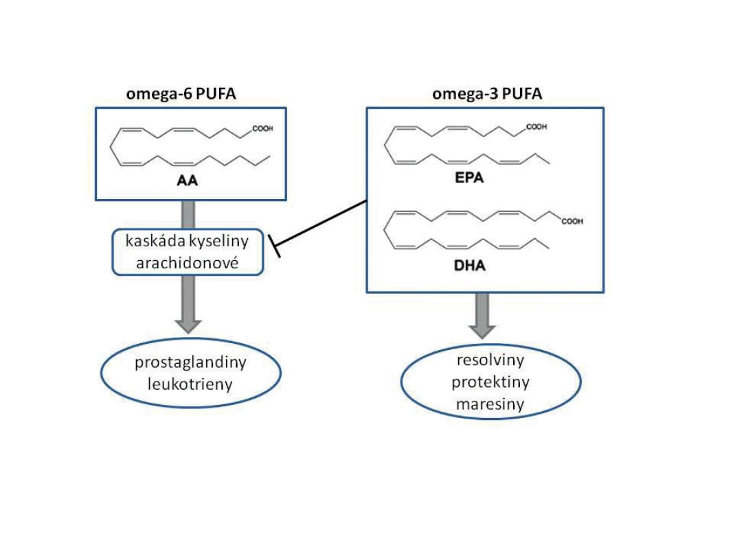 Tvorba leukotrienů, resolvinů a protektinů AA – kyselina arachidonová, PUFA – polynenasycené mastné kyseliny, EPA – eikosapentaenová kyselina, DHA – dokosahexaenová kyselina