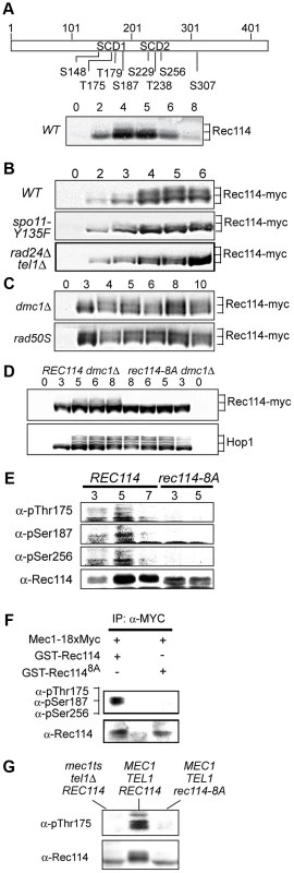 Rec114 is a DSB dependent Tel1/Mec1 target.