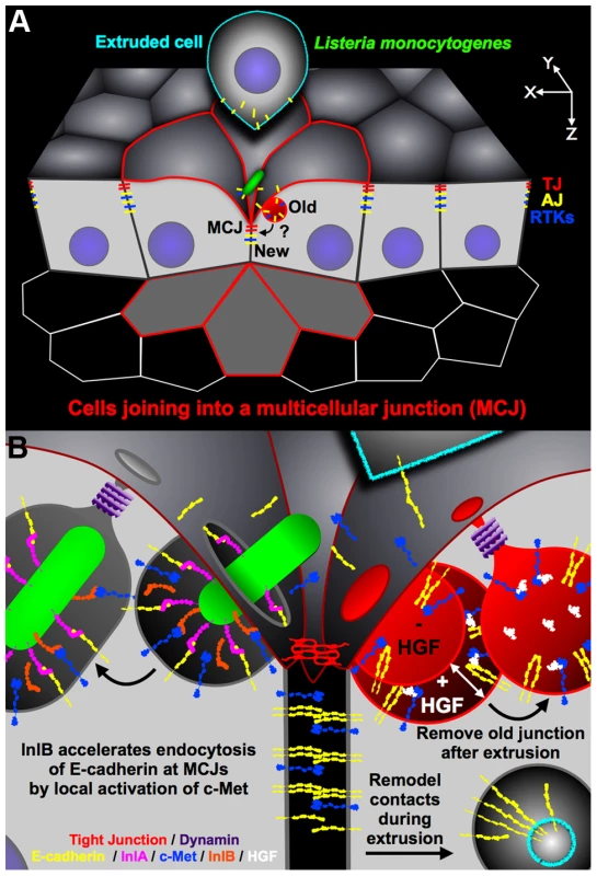 Diagram of <i>Lm</i> invasion coupled to junctional remodeling by endocytosis at the MCJ.