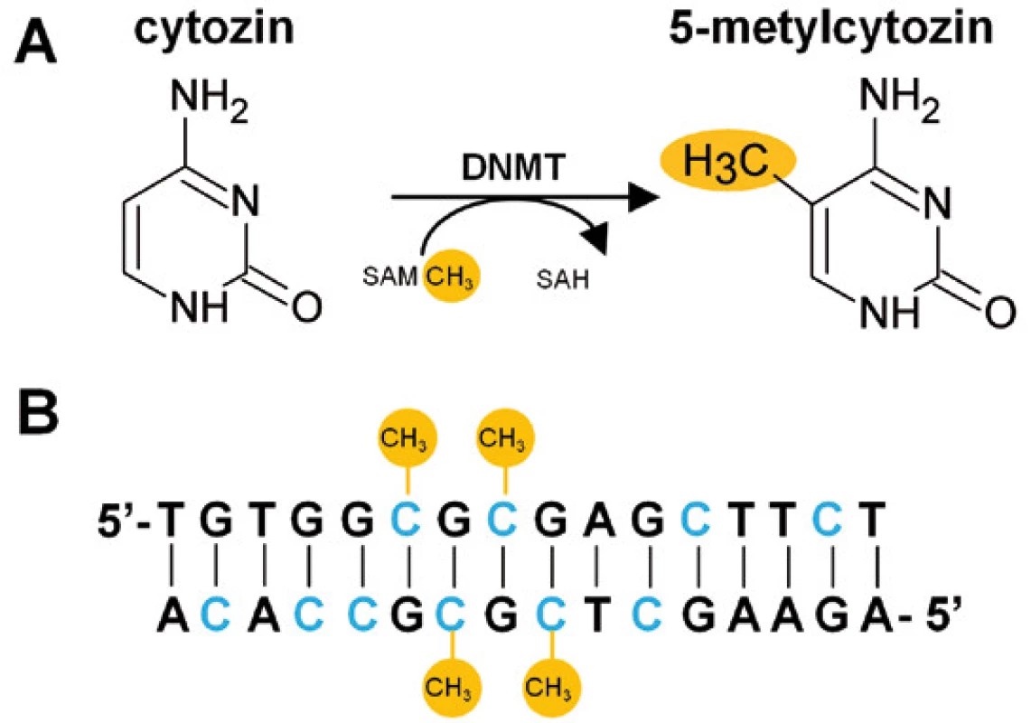 Metylace cytozinu.
A. DNA metyltransferáza (DNMT) katalyzuje přeměnu cytozinu na 5-metylcytozin. Zdroj metylových skupin je S-adenozyl-methionin (SAM), který je konvertován na S-adenozyl-homocystein (SAH). B. Metylace cytozinu nastává pouze u CpG dinukleotidů.