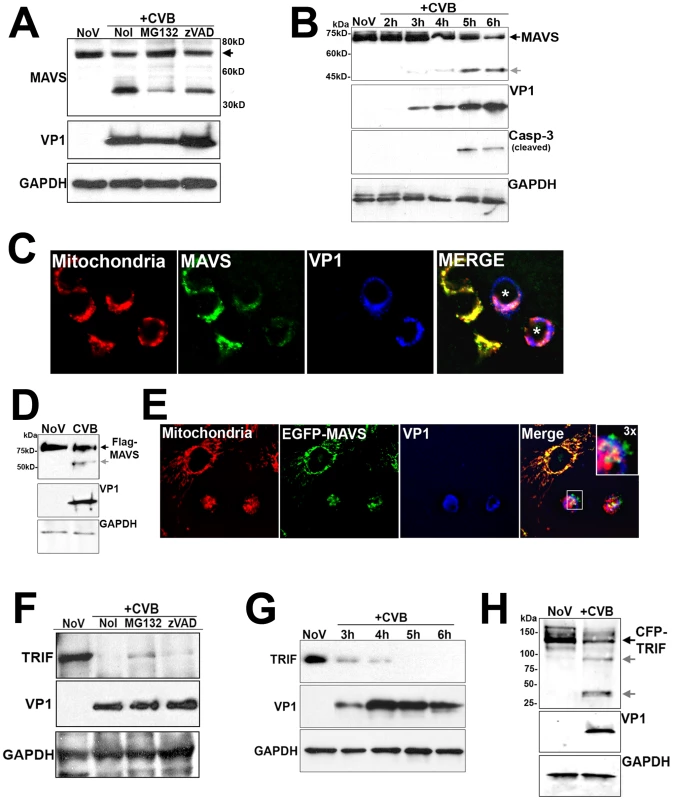CVB3 infection induces MAVS and TRIF cleavage.
