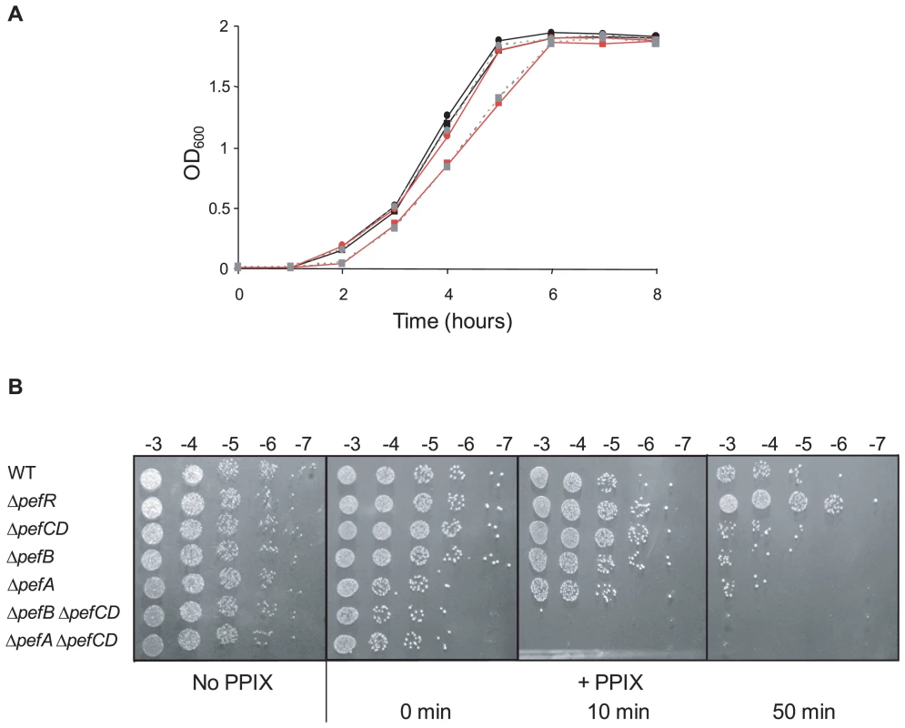 Δ<i>pefAB</i> and Δ<i>pefCD</i> mutants are affected in PPIX and heme sensitivity.