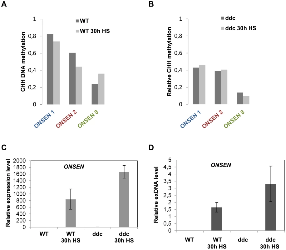 Loss of CHH DNA methylation at the promoter is not sufficient to activate the element but enhances the response to heat stress.