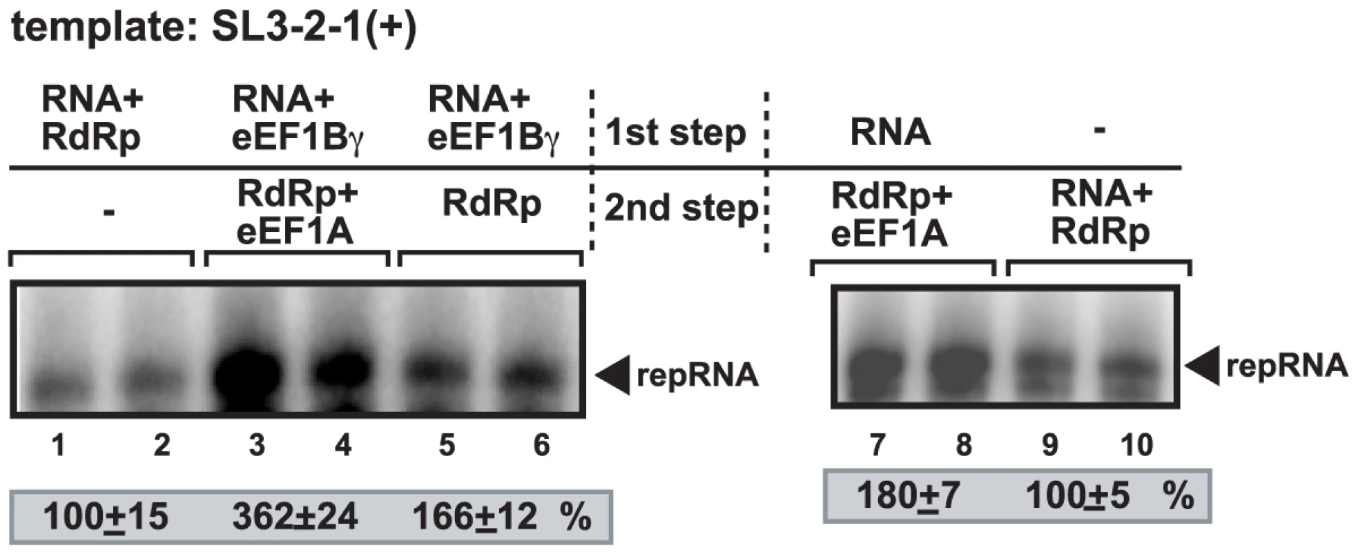 Synergistic effect of eEF1Bγ and eEF1A on stimulation of minus-strand synthesis by the closely-related TCV RdRp.