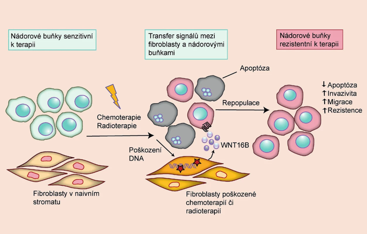 Rezistence k chemoterapii a radioterapii vyvolaná parakrinními signály z poškozených fibroblastů 
Rezistence nádorových buněk k terapii nemusí vycházet pouze z inherentních vlastností nádoru, ale může vznikat i v důsledku poškození okolních tkání. Poškozené buňky produkují signály, které vedou ke snadnější regeneraci nádorových buněk a zvyšují jejich maligní potenciál. U nádorů prostaty tyto signály produkují zejména fibroblasty ve stromatu, jejichž DNA byla v důsledku léčby poškozena. Mezi signály produkované fibroblasty, které ovlivňují maligní potenciál a rezistenci nádorových buněk, patří například IL-6 a WNT16B (volně přepracováno dle 9).