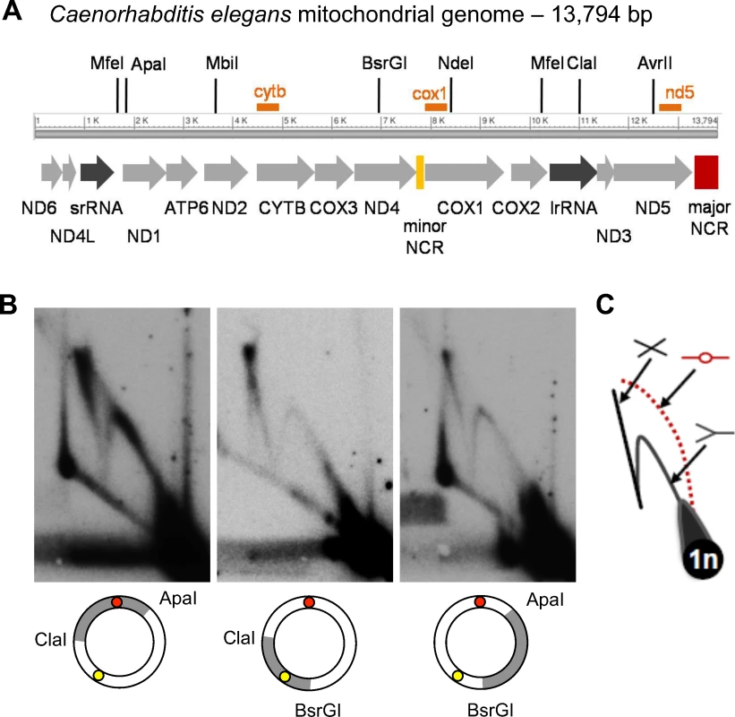 2DNAGE analysis of <i>C</i>. <i>elegans</i> mitochondrial DNA reveals prominent replication and recombination intermediates but no initiation bubbles.