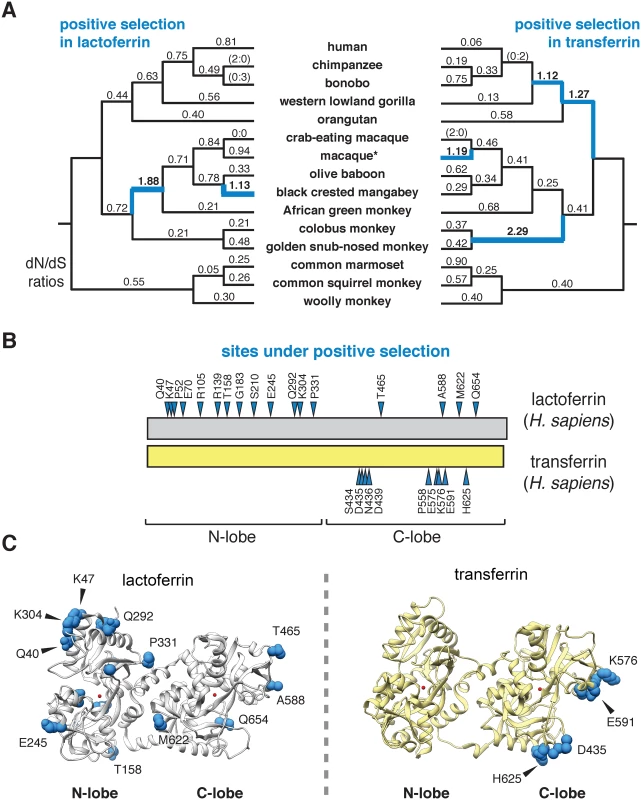 Dynamic evolution of the lactoferrin N lobe in primates.