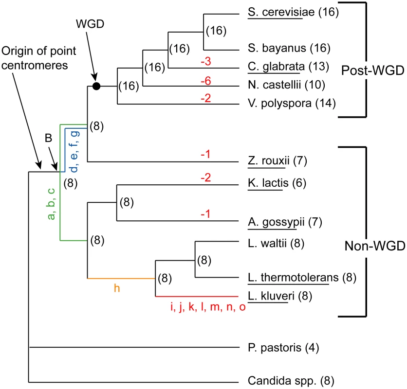 Phylogeny of the Saccharomycetaceae species used in this study.