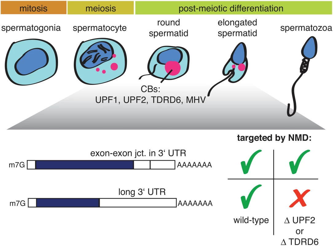 Illustration depicting mammalian spermatogenesis and the effect of a UPF2 or TDRD6 knockout on two different types of NMD-targeted mRNAs.