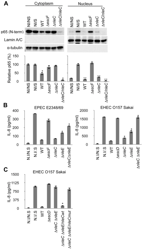 Concurrent deficiency in <i>nleE</i> and <i>nleC</i> impedes the immune-suppressive ability of EPEC/EHEC.