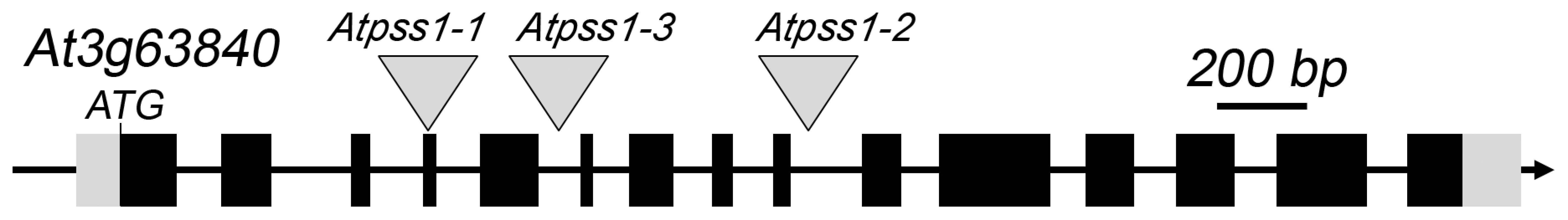 The <i>AtPSS1</i> gene and mutations.