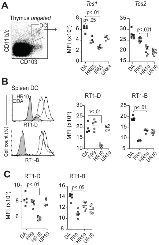 <i>Tcs1</i> and <i>Tcs2</i>-congenic strains show similar variation in extracellular MHC expression in thymus and spleen.