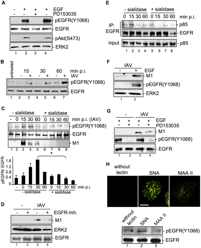 EGFR kinase activity is induced upon viral attachment and is required for efficient IAV internalization.