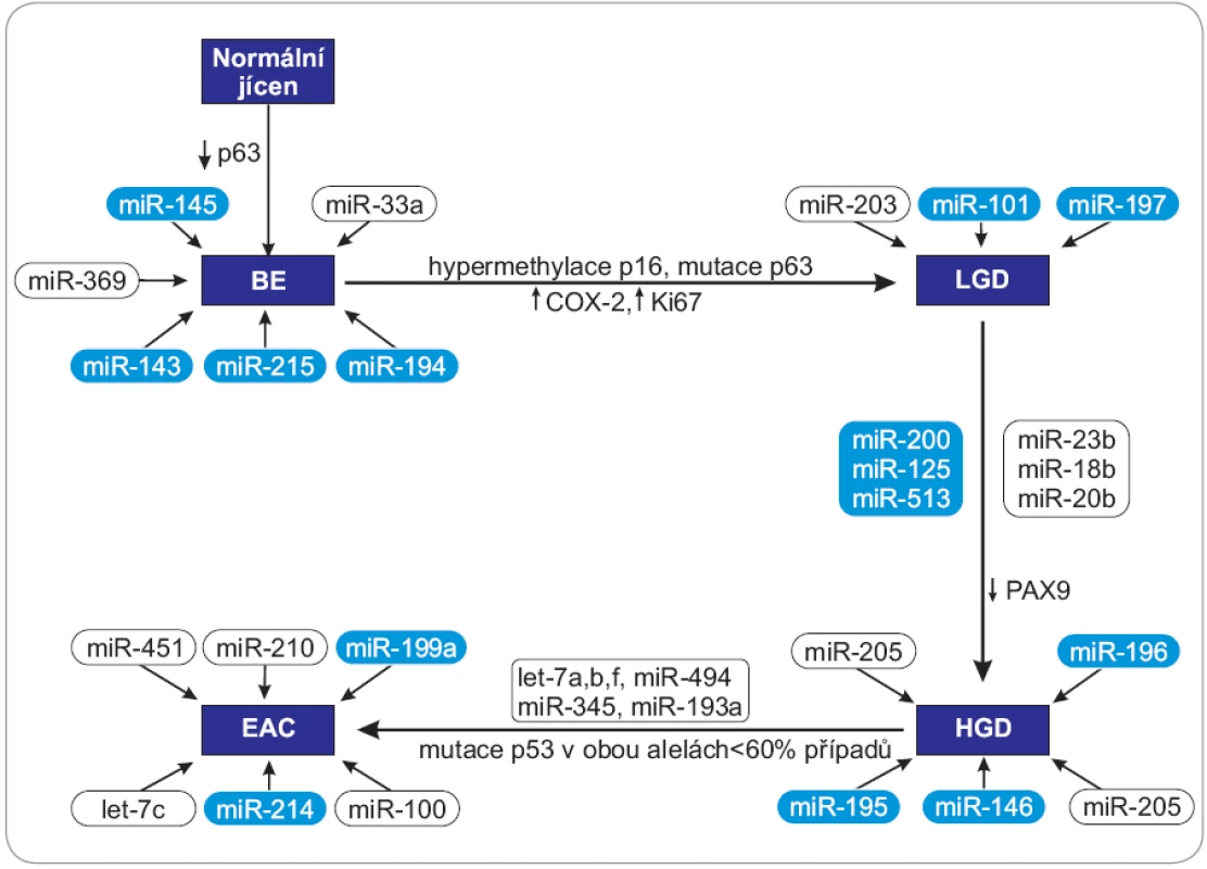 Schéma zapojení vybraných miRNA do progrese karcinomu jícnu od BE k EAC.