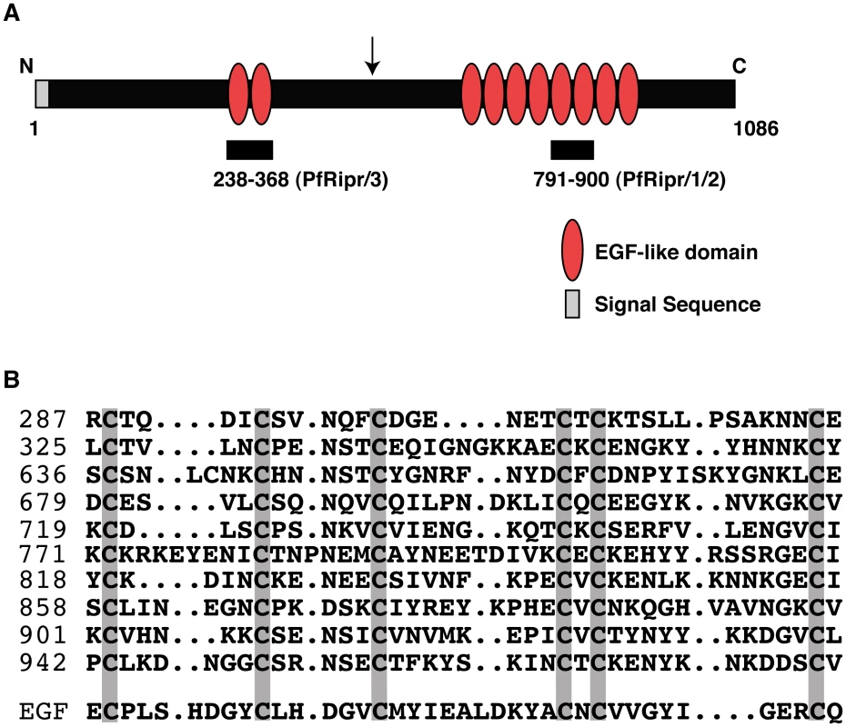 PfRipr protein has ten EGF-like domains.