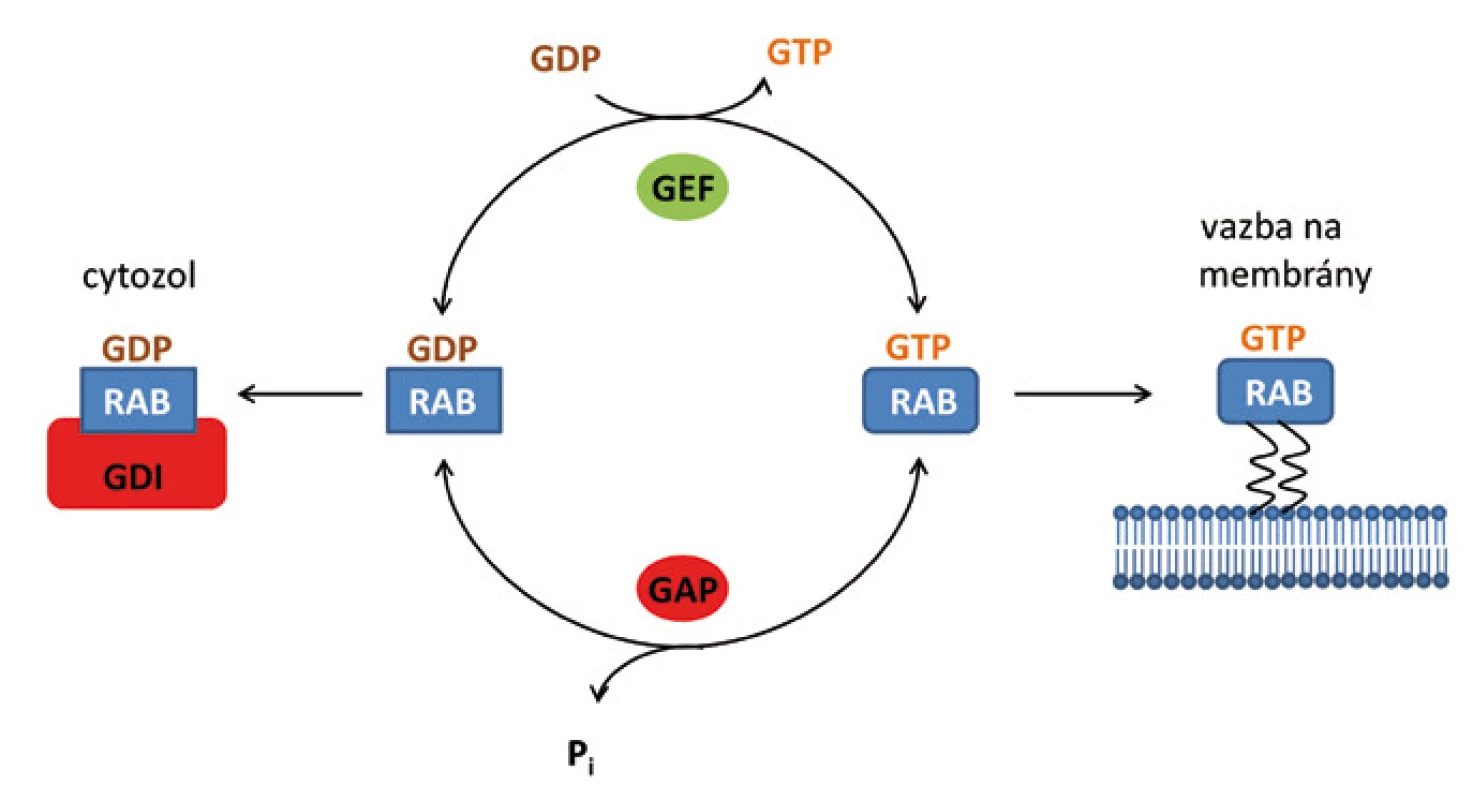 Schematické znázornění aktivace proteinů Rab v buňce.
Proteiny Rab se vyskytují v buňce ve dvou formách – v aktivní formě s navázaným GTP a neaktivní formě s navázaným GDP. V cytozolu jsou proteiny Rab neaktivní v komplexu s disociačním inhibitorem (GDI). Pro aktivaci Rab a jeho připojení k membráně je nezbytné odstranění GDI a výměna GDP za GTP.