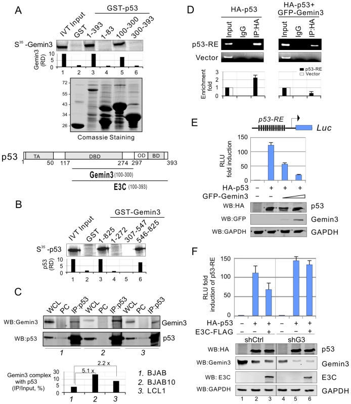 Gemin3 interacts with p53 and contributes to EBNA3C-mediated inhibition of p53 transcriptional activity.